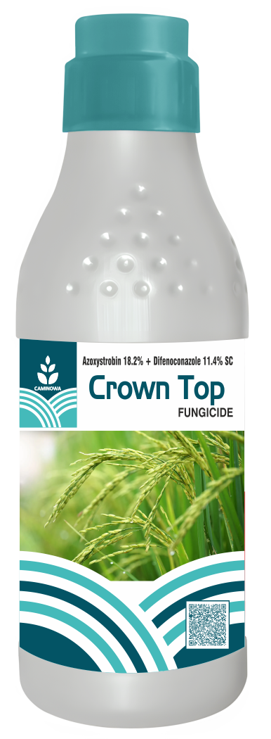CROWN TOP