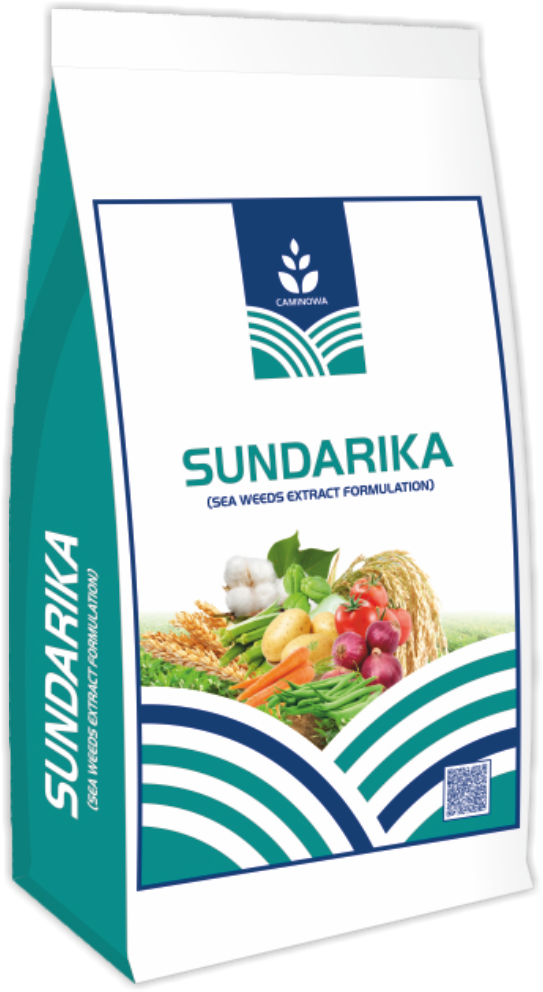 SUNDARIKA