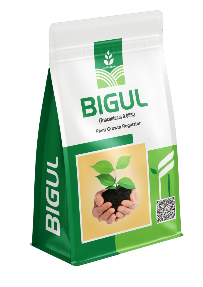 BIGUL